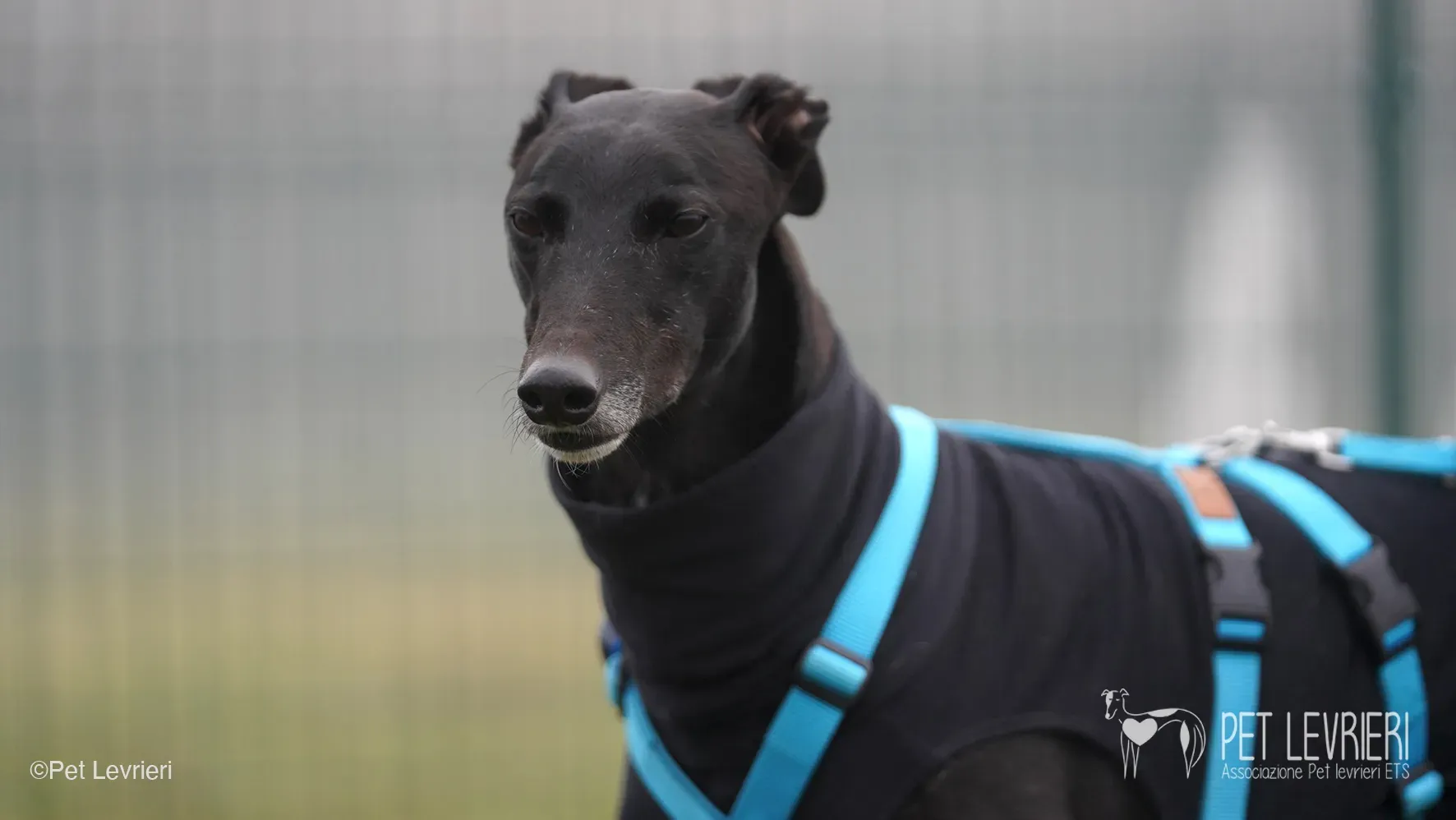 Ettore greyhound maschio nero arrivo foster 3