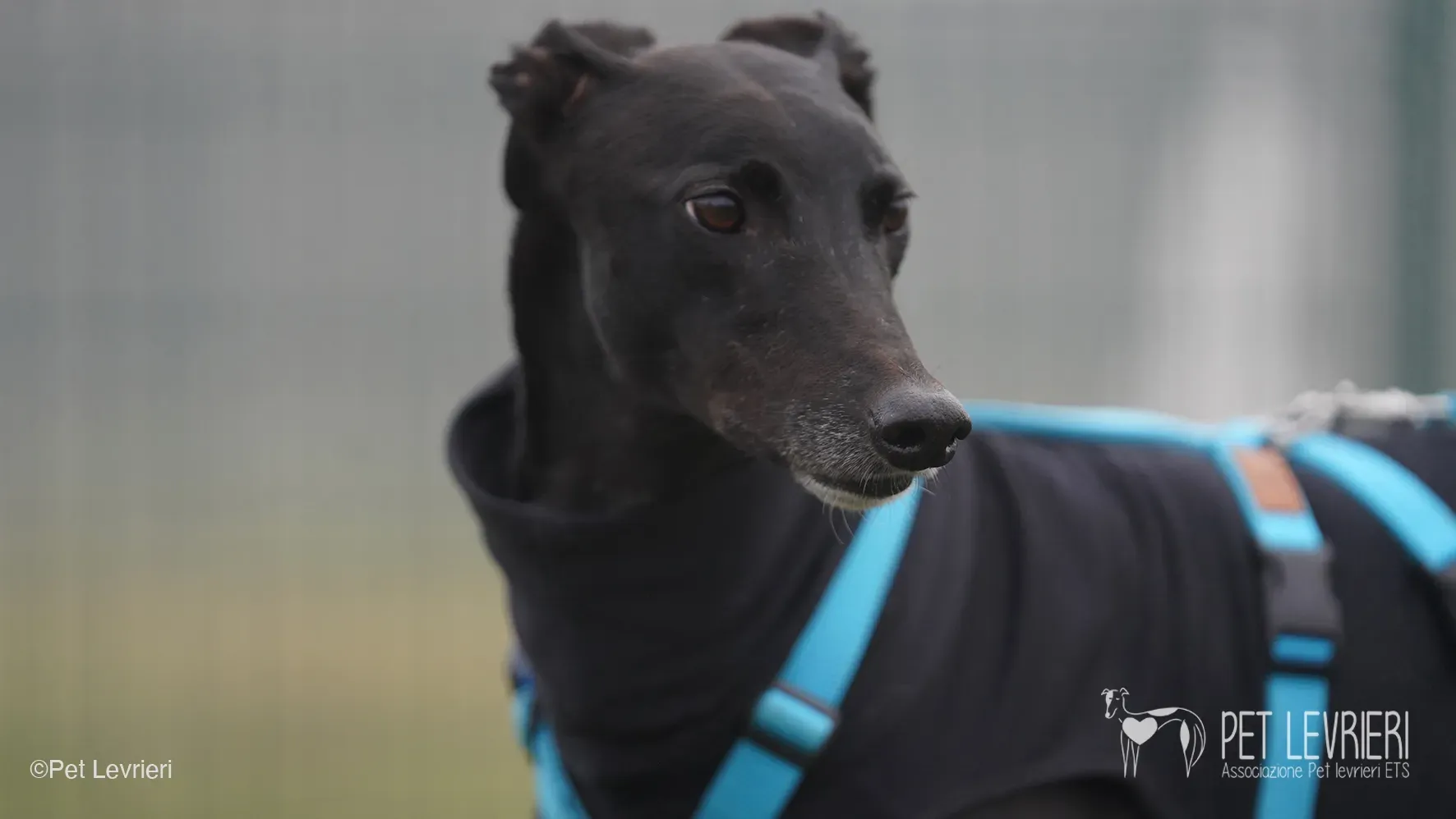 Ettore greyhound maschio nero arrivo foster 4