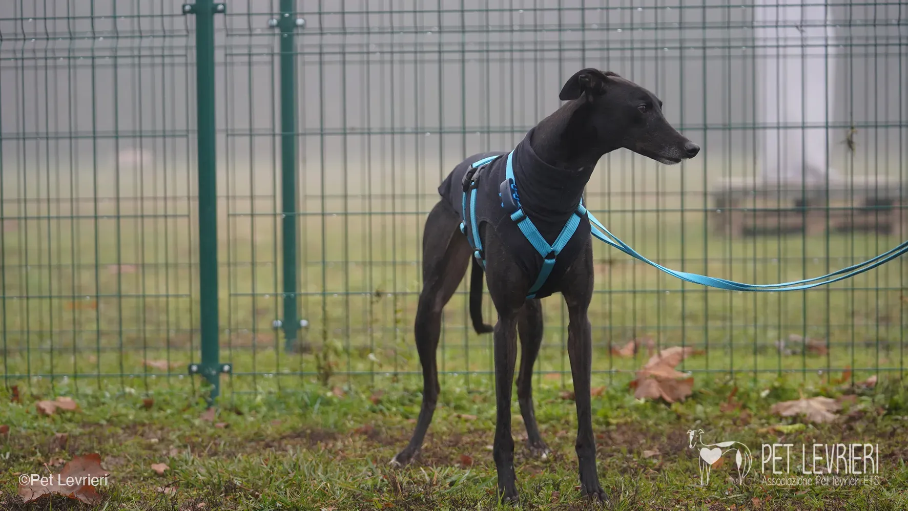 Ettore greyhound maschio nero arrivo foster 5