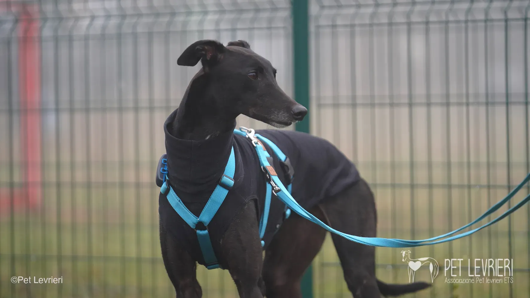 Ettore greyhound maschio nero arrivo foster 6