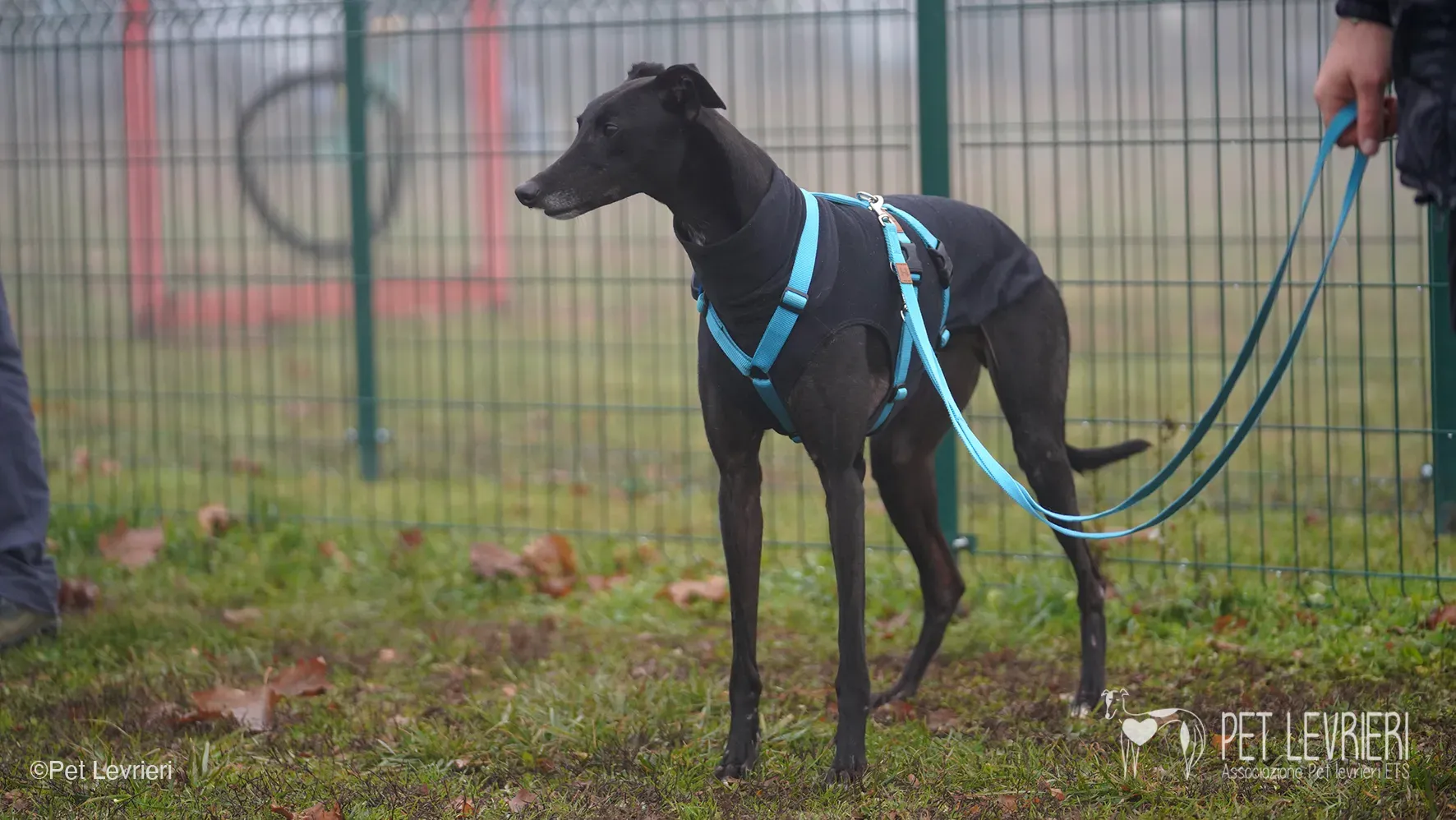 Ettore greyhound maschio nero arrivo foster 7