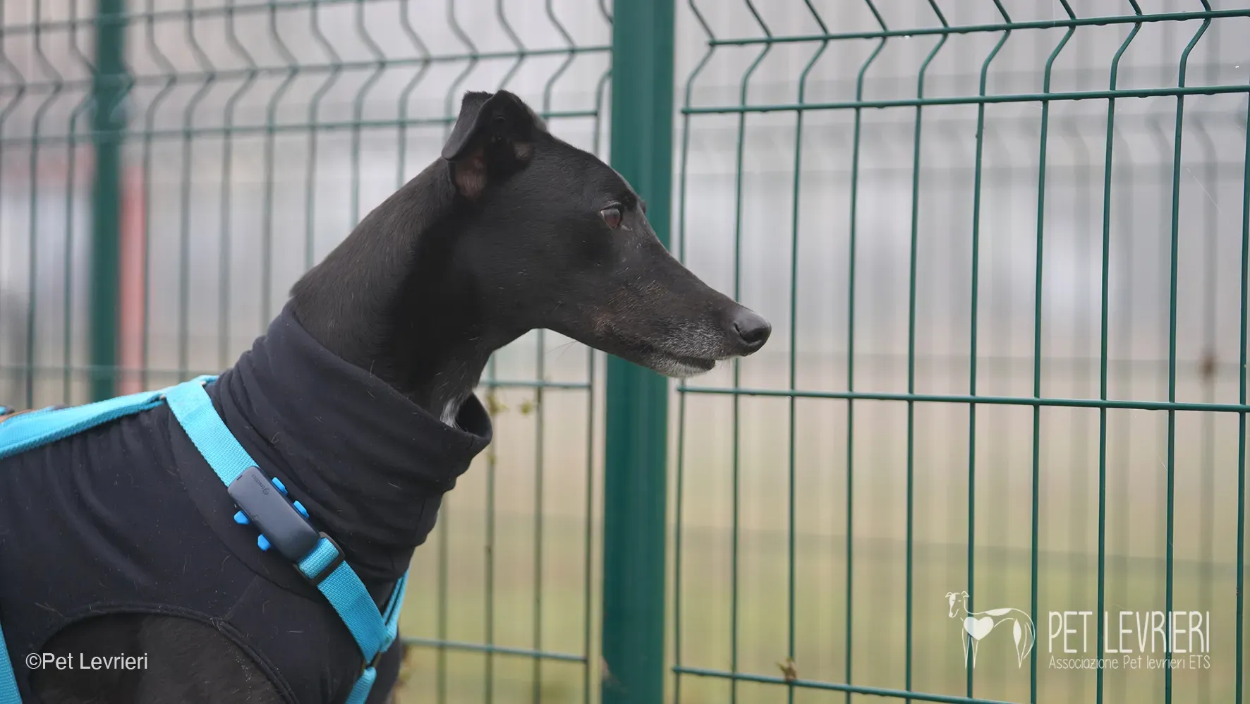 Ettore greyhound maschio nero arrivo foster 8