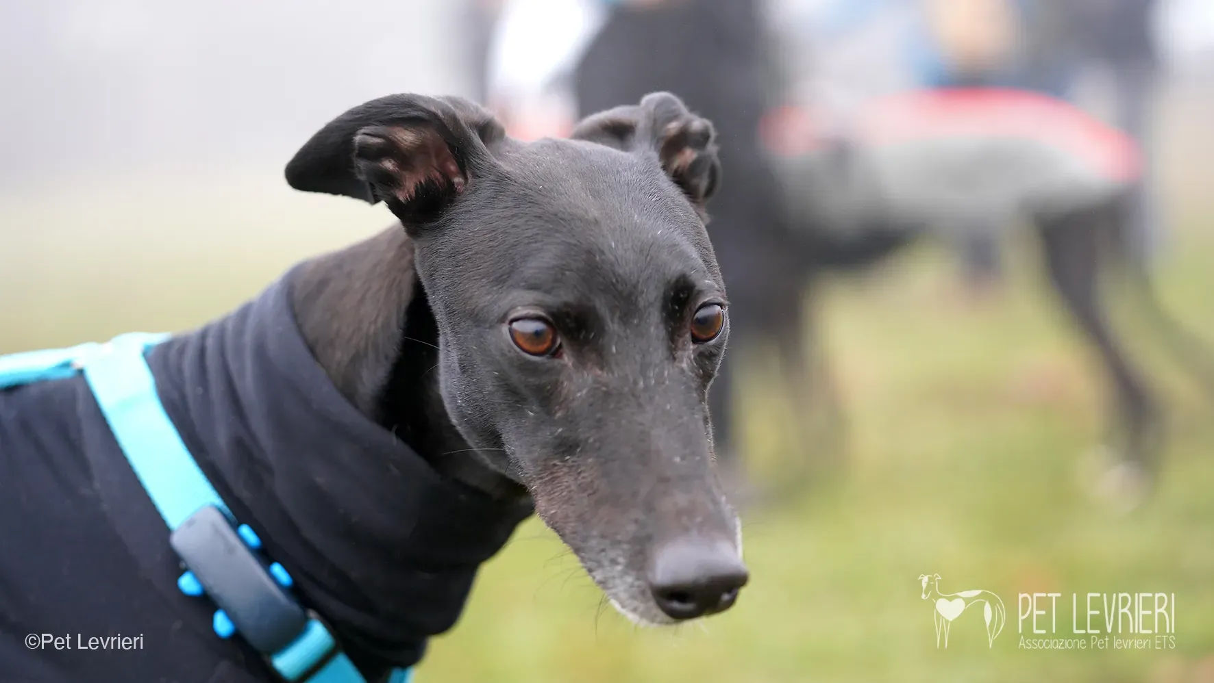 Ettore greyhound maschio nero arrivo foster 9