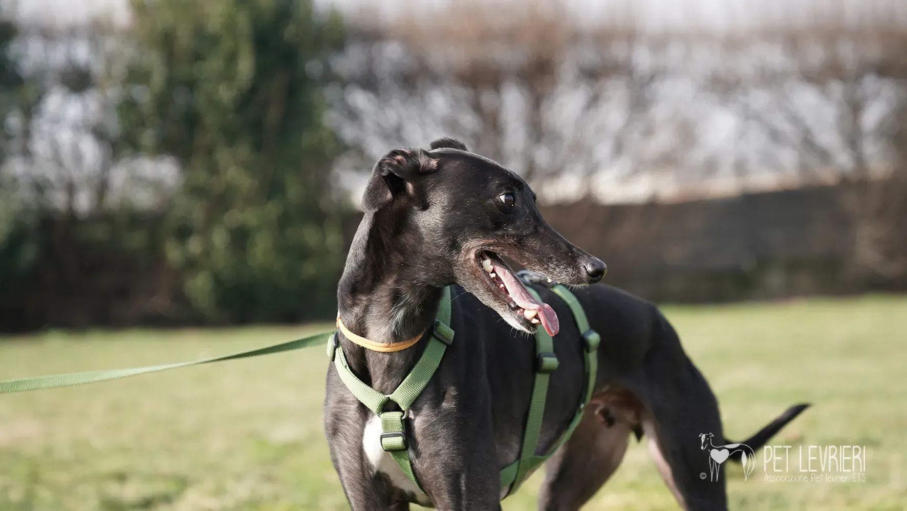 Ettore greyhound nero adozione 17febbraio 24 238