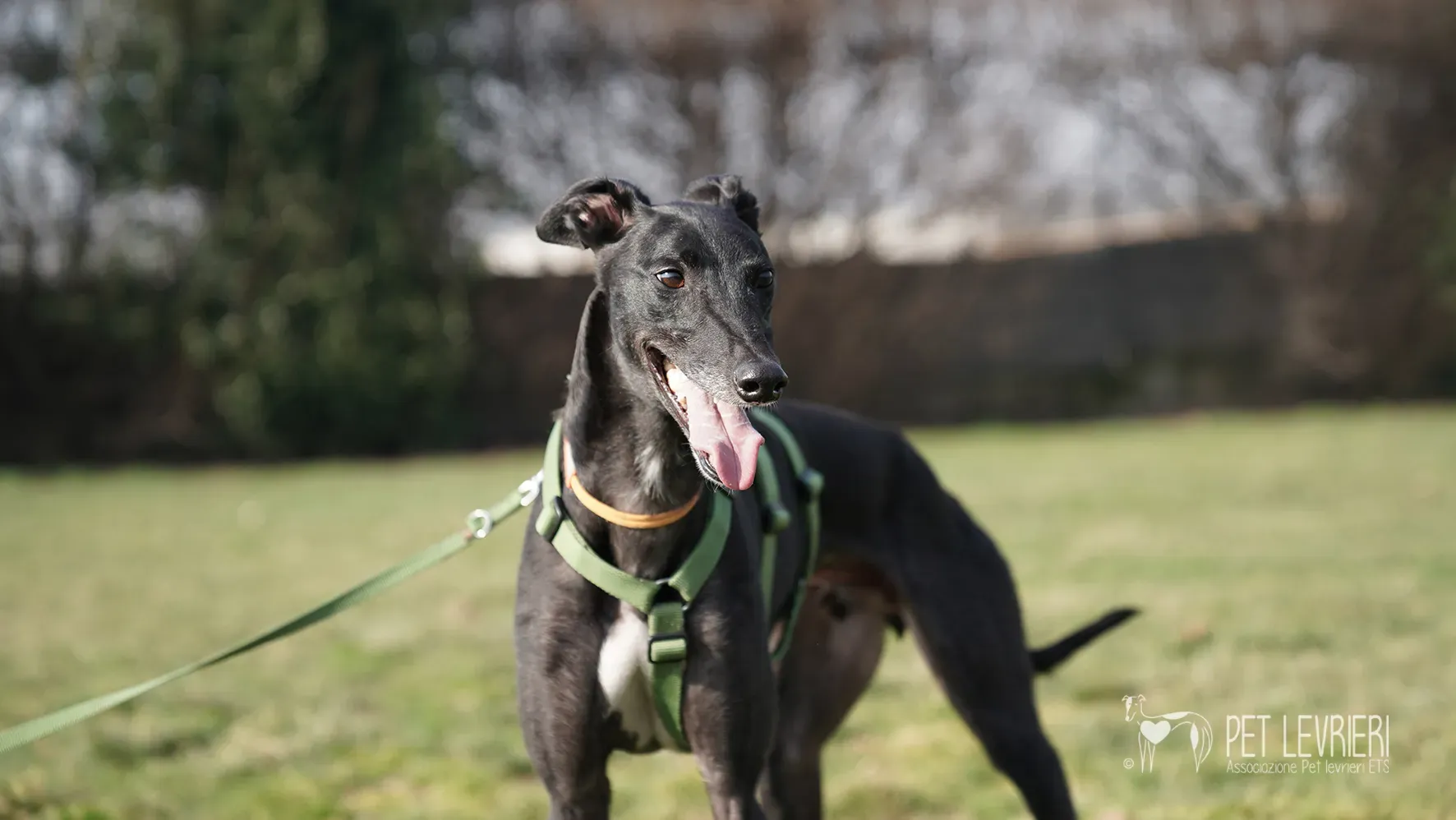 Ettore greyhound nero adozione 17febbraio 24 239