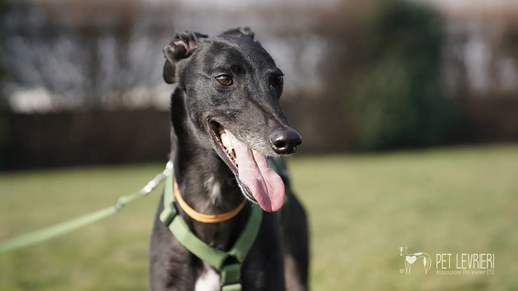 Ettore greyhound nero adozione 17febbraio 24 240