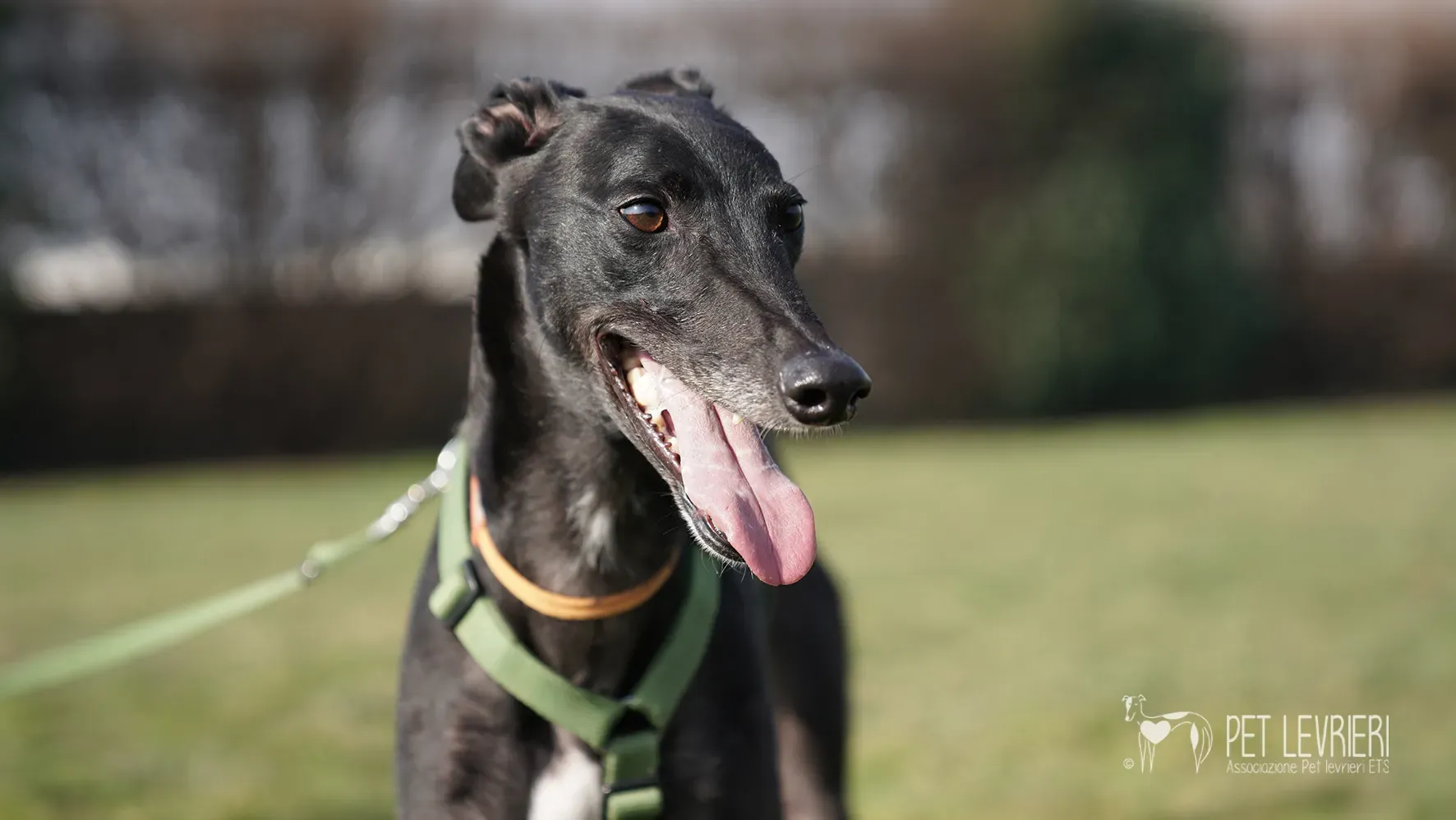 Ettore greyhound nero adozione 17febbraio 24 241