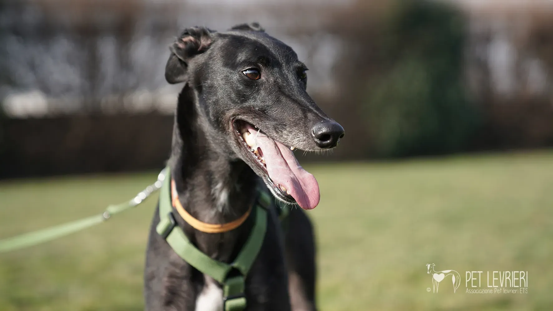 Ettore greyhound nero adozione 17febbraio 24 242