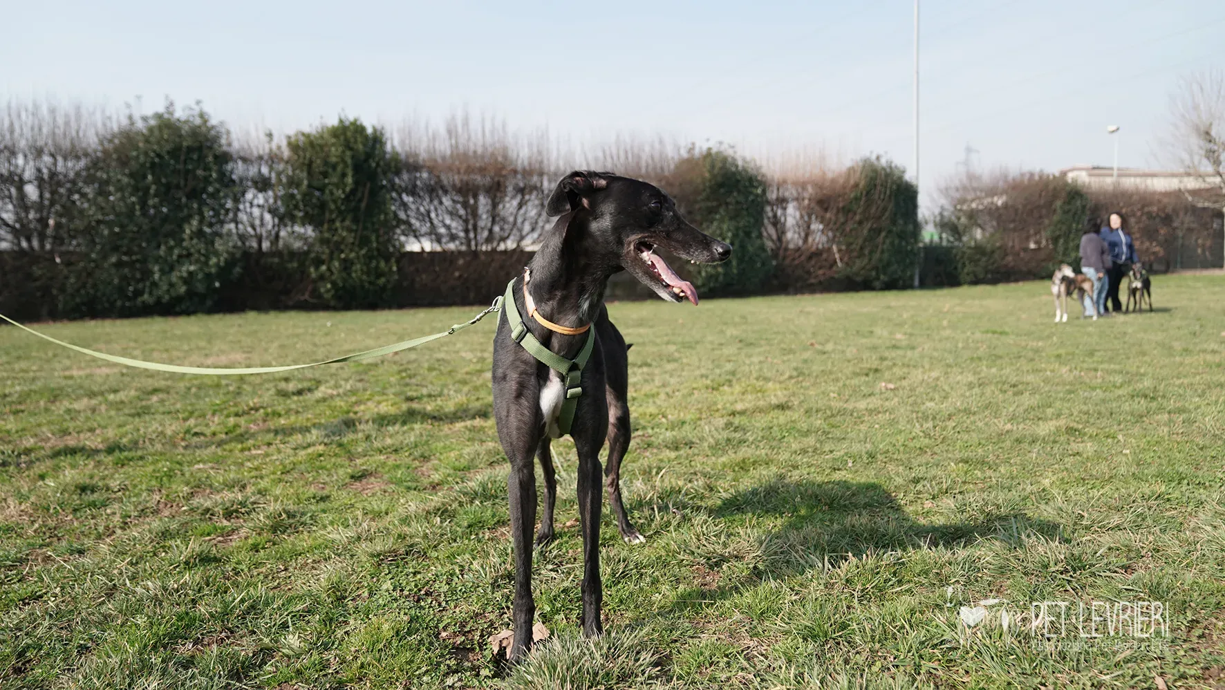 Ettore greyhound nero adozione 17febbraio 24 243