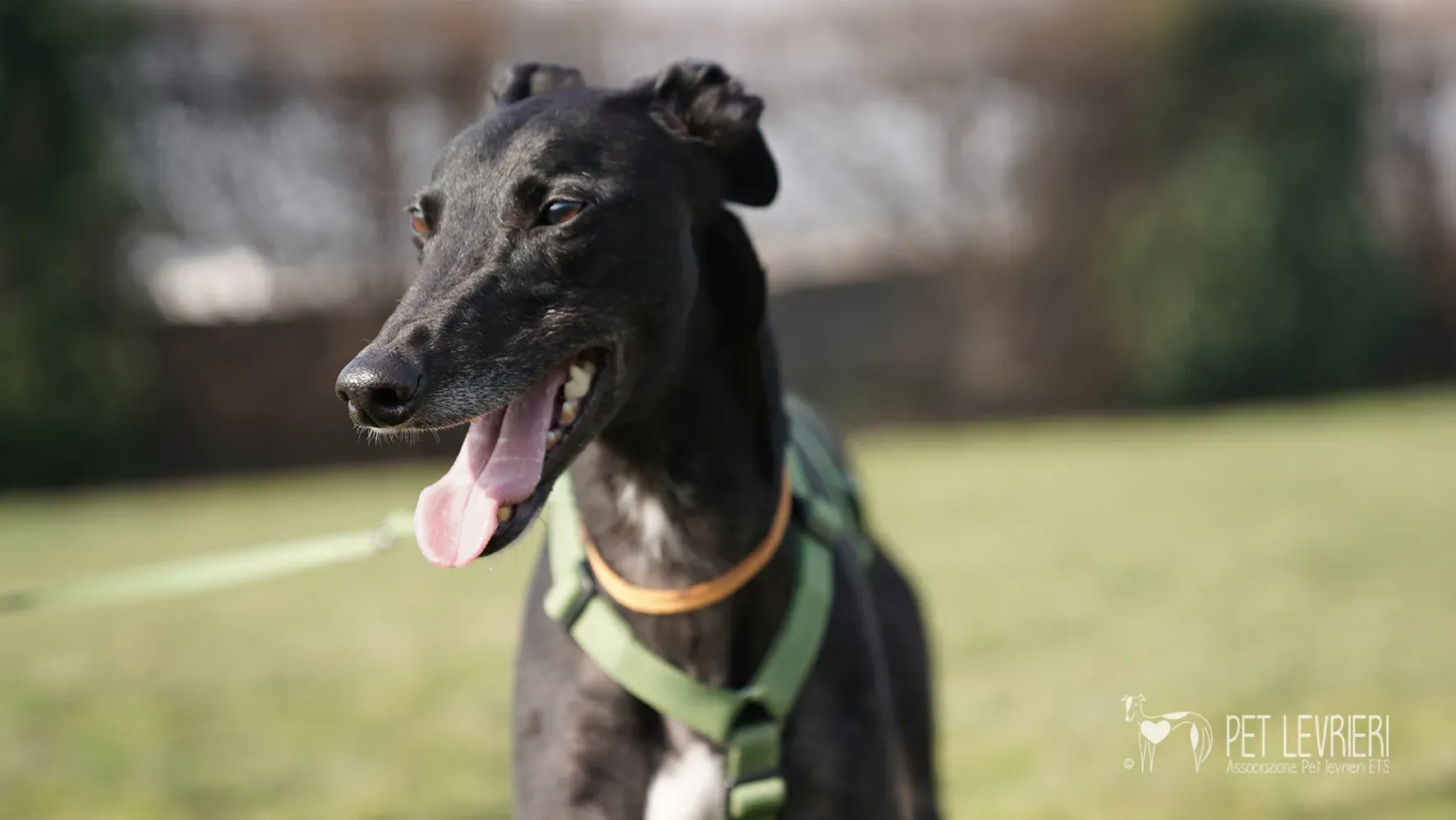 Ettore greyhound nero adozione 17febbraio 24 244