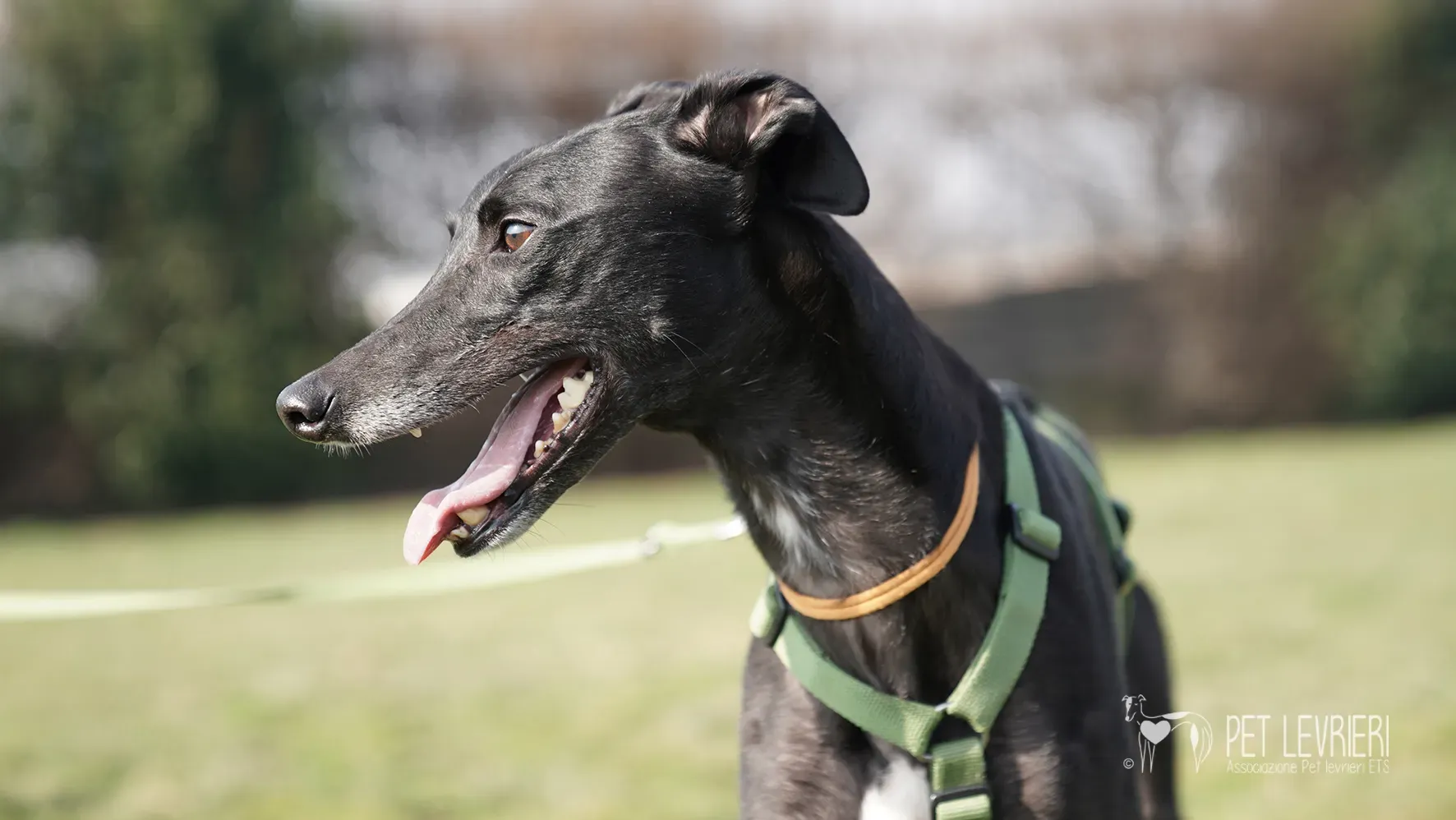 Ettore greyhound nero adozione 17febbraio 24 245