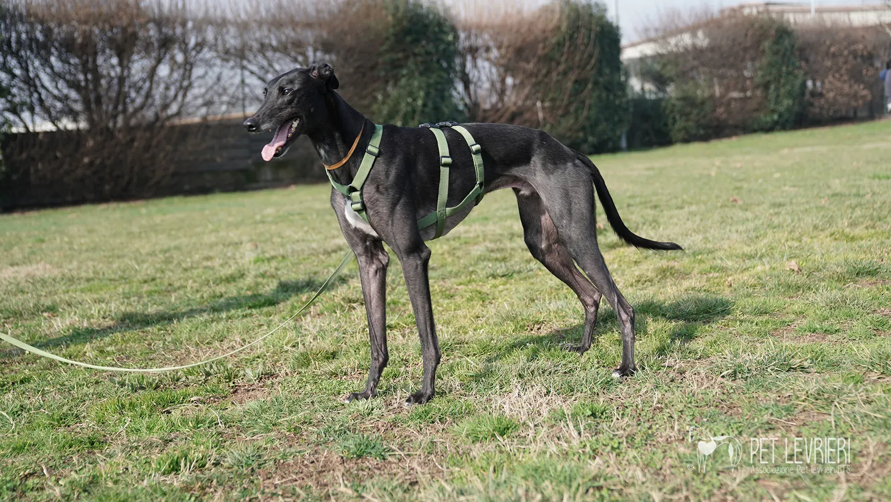 Ettore greyhound nero adozione 17febbraio 24 246