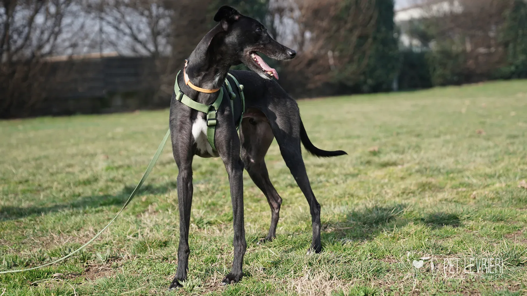 Ettore greyhound nero adozione 17febbraio 24 247