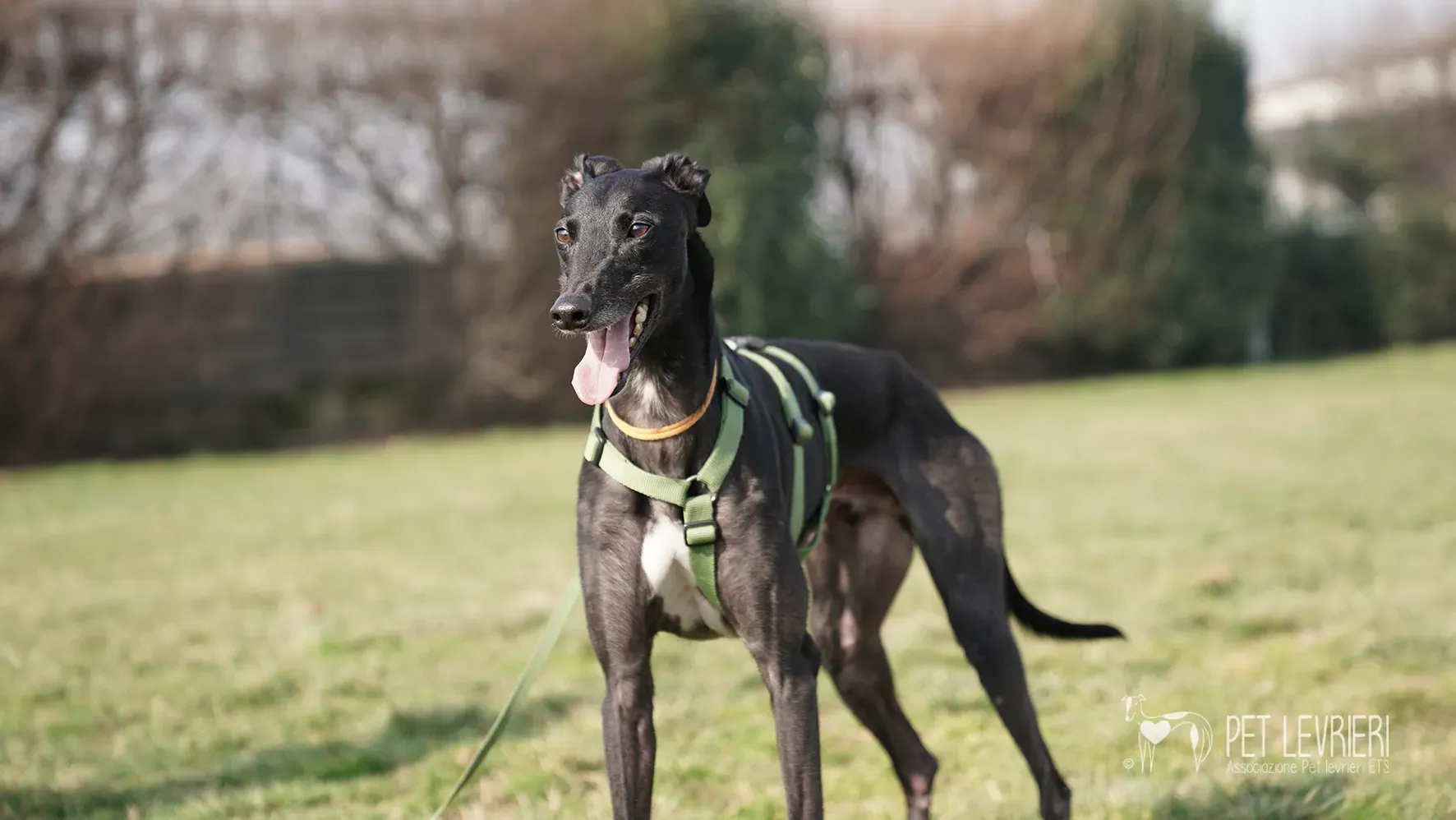 Ettore greyhound nero adozione 17febbraio 24 248