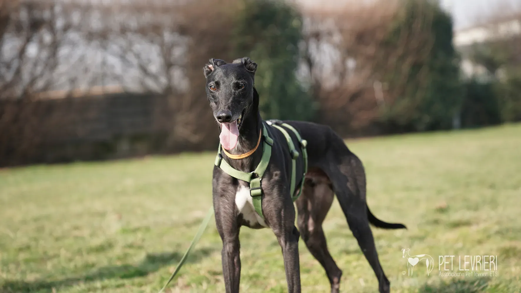 Ettore greyhound nero adozione 17febbraio 24 249