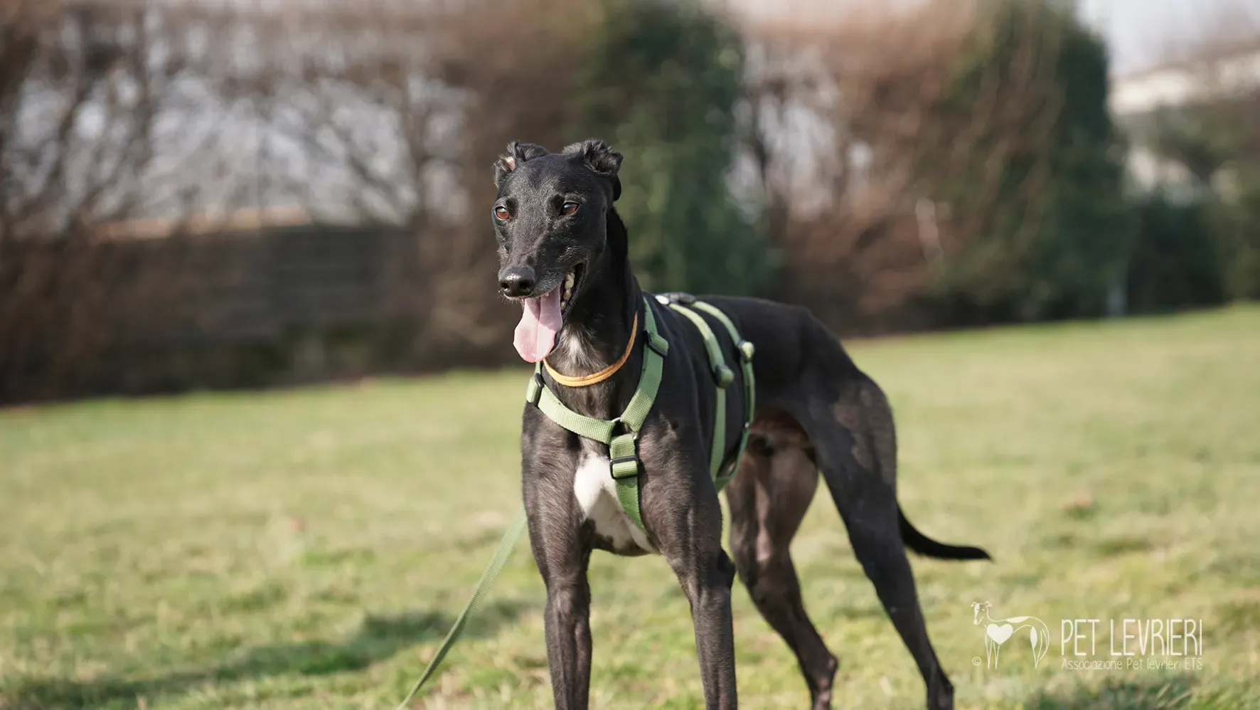 Ettore greyhound nero adozione 17febbraio 24 250
