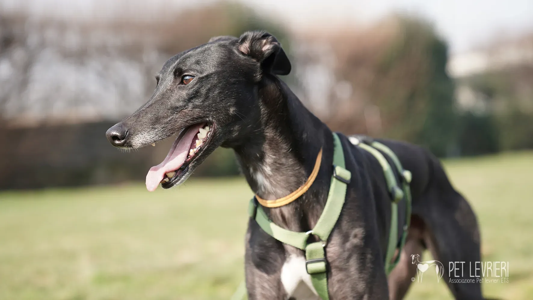 Ettore greyhound nero adozione 17febbraio 24 252