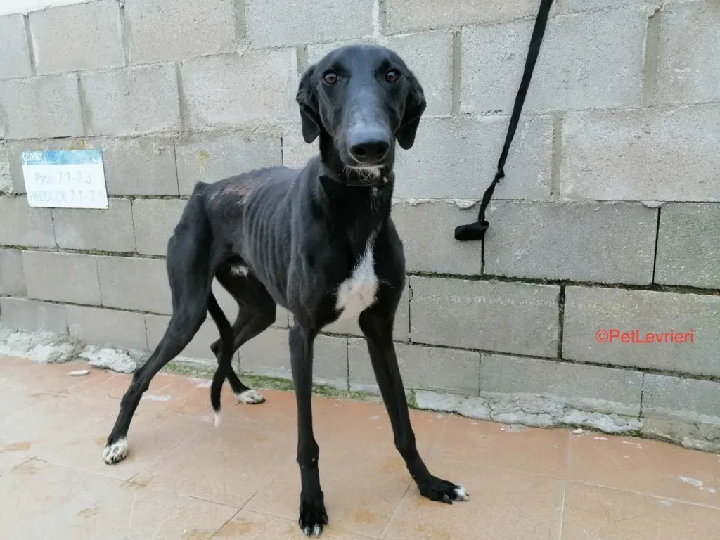 Evan Adozione Levrieri Galgo 1