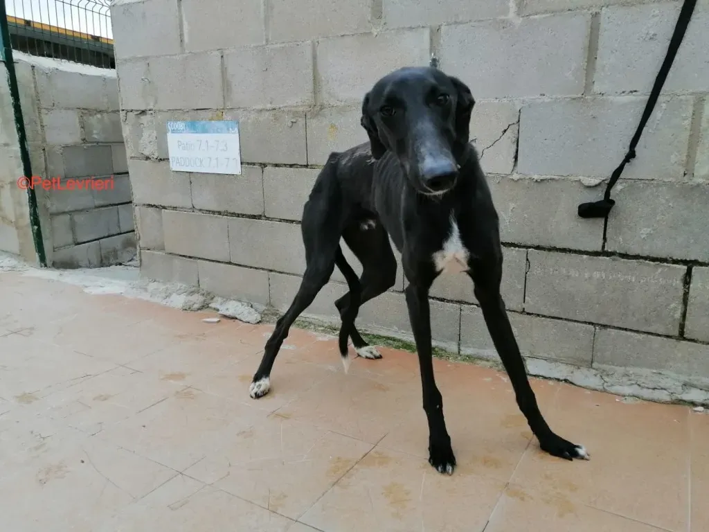 Evan Adozione Levrieri Galgo 2