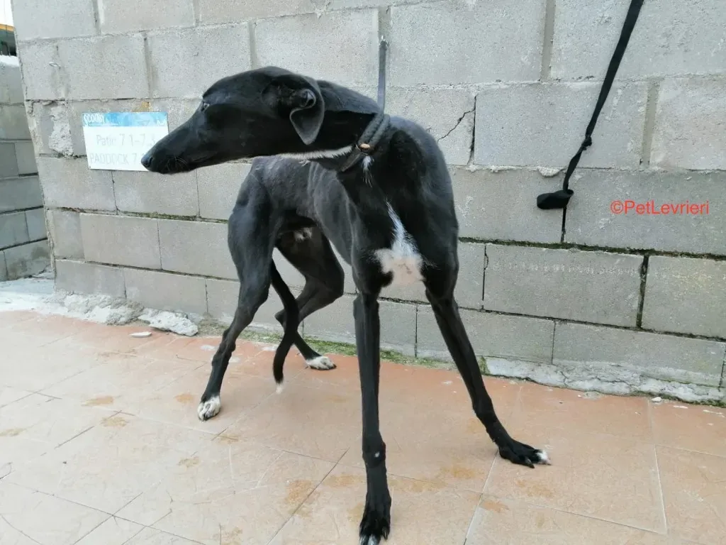 Evan Adozione Levrieri Galgo 3
