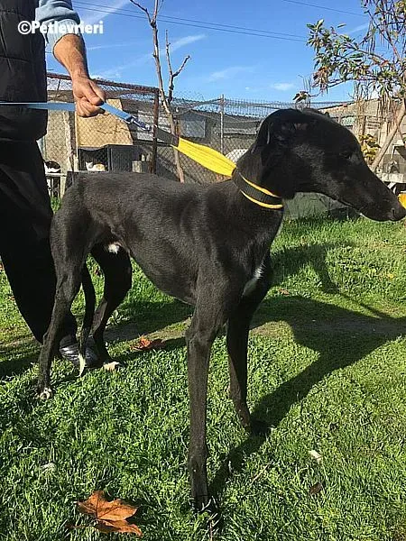 Evan chip 0893 adozione levrieri galgo