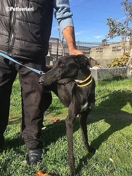 Evan chip 0893 adozione levrieri galgo 1