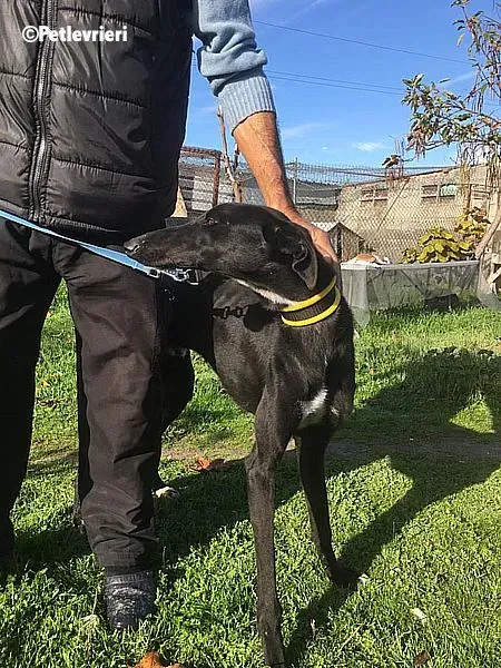 Evan chip 0893 adozione levrieri galgo 2