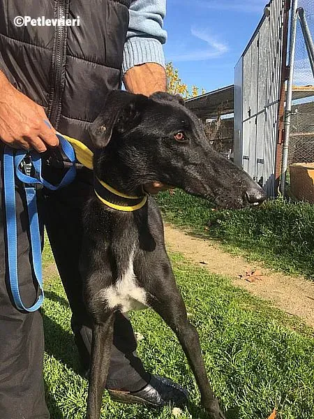 Evan chip 0893 adozione levrieri galgo 3