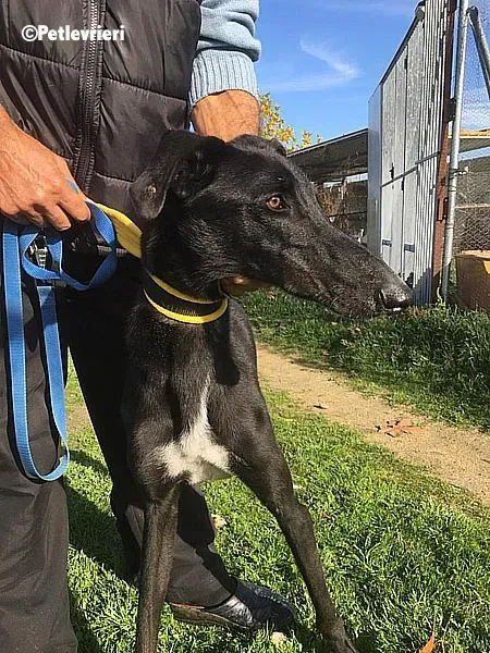 Evan chip 0893 adozione levrieri galgo 4