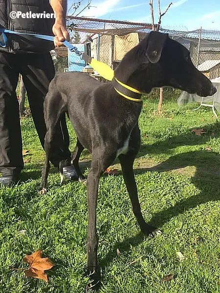 Evan chip 0893 adozione levrieri galgo 5