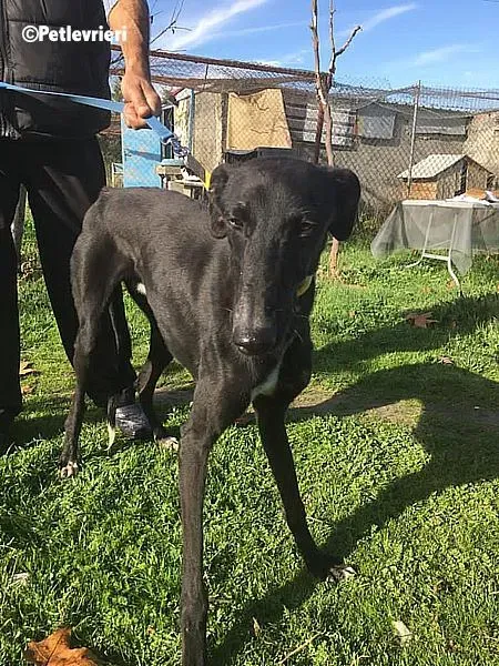 Evan chip 0893 adozione levrieri galgo 6