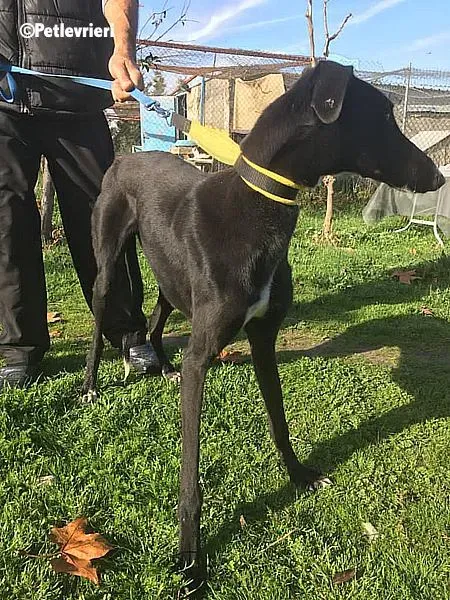 Evan chip 0893 adozione levrieri galgo 7