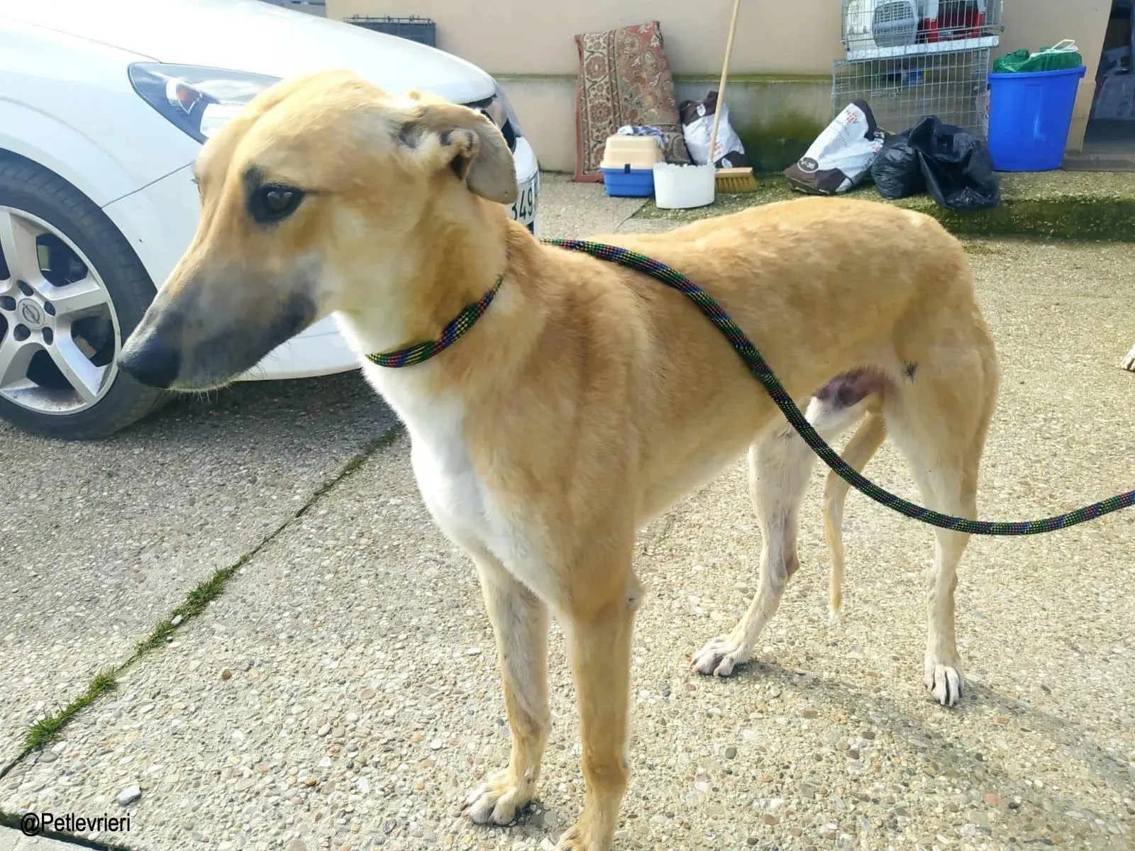 Evans adozione levrieri galgo 02