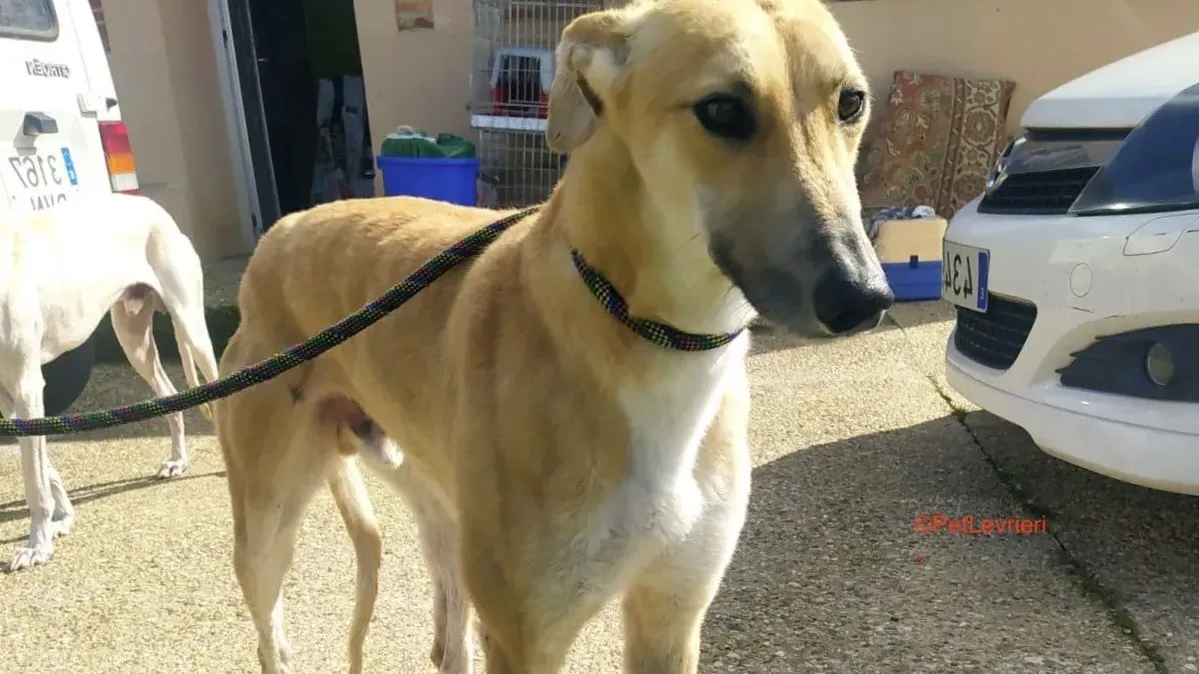 Evans adozione levrieri galgo 1