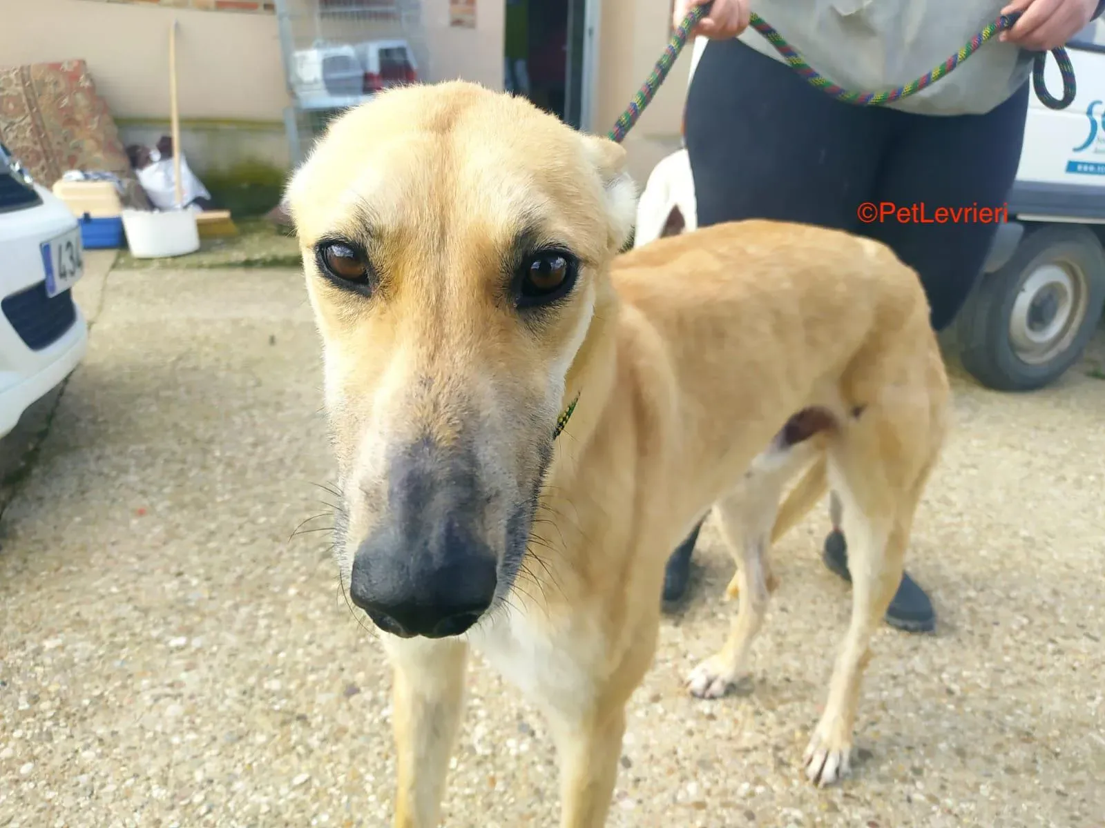 Evans adozione levrieri galgo 2