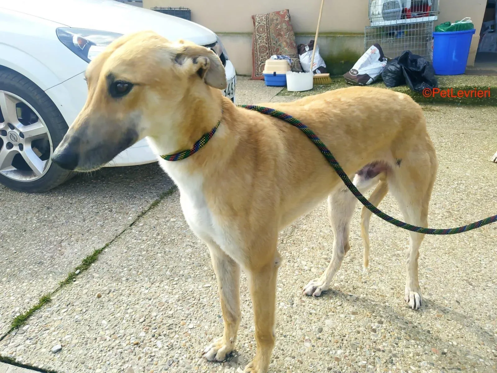 Evans adozione levrieri galgo 3