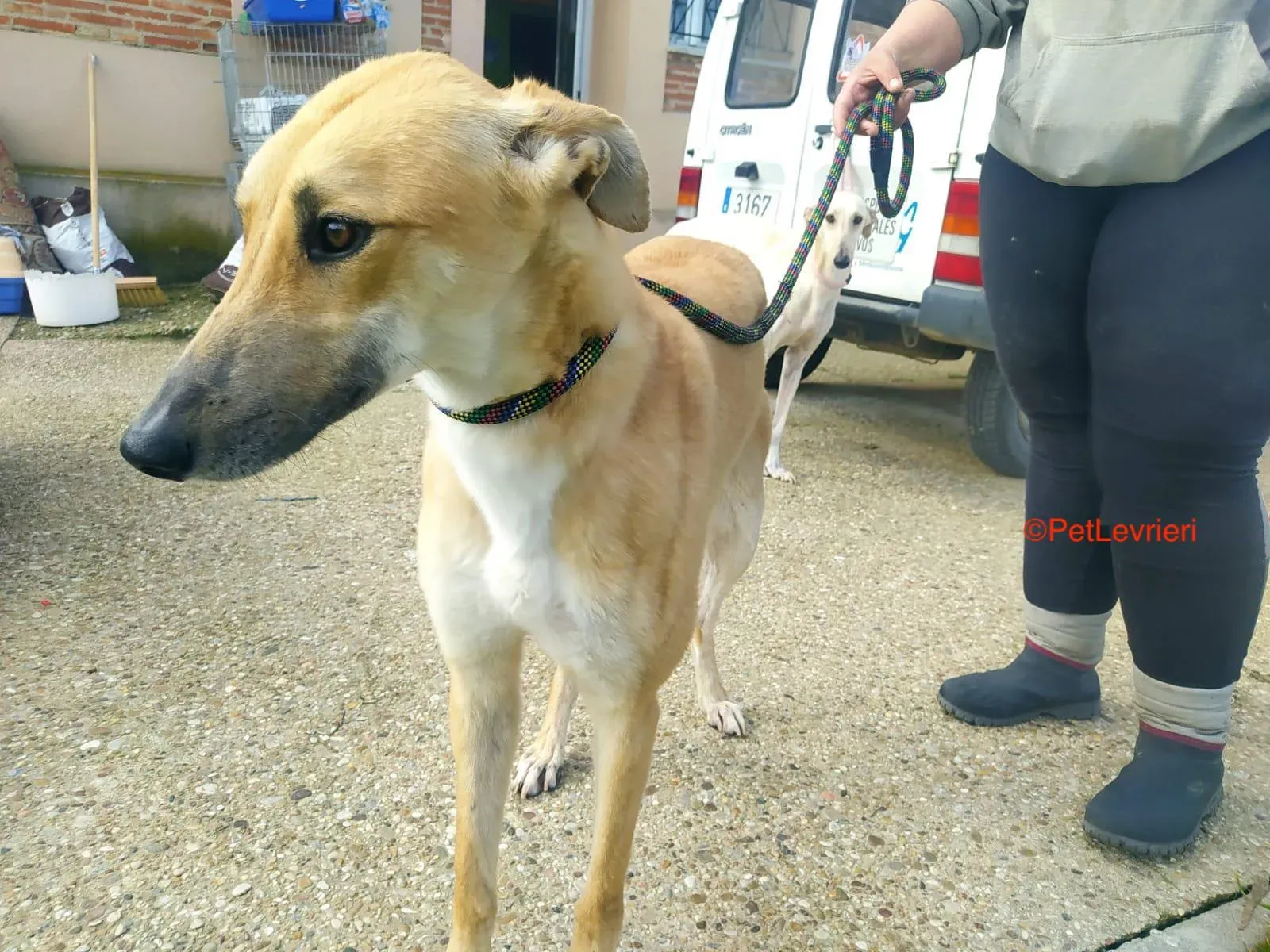Evans adozione.levrieri galgop 4