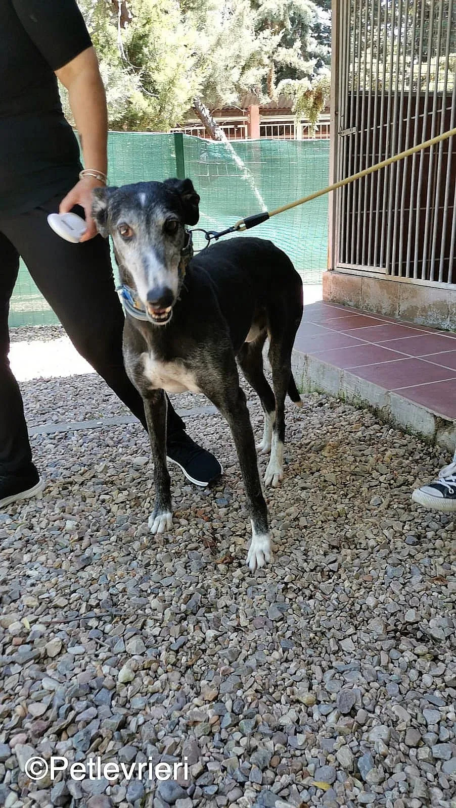 Evaristo adozione levrieri galgo 01