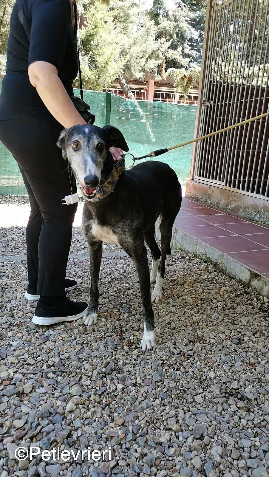 Evaristo adozione levrieri galgo 02