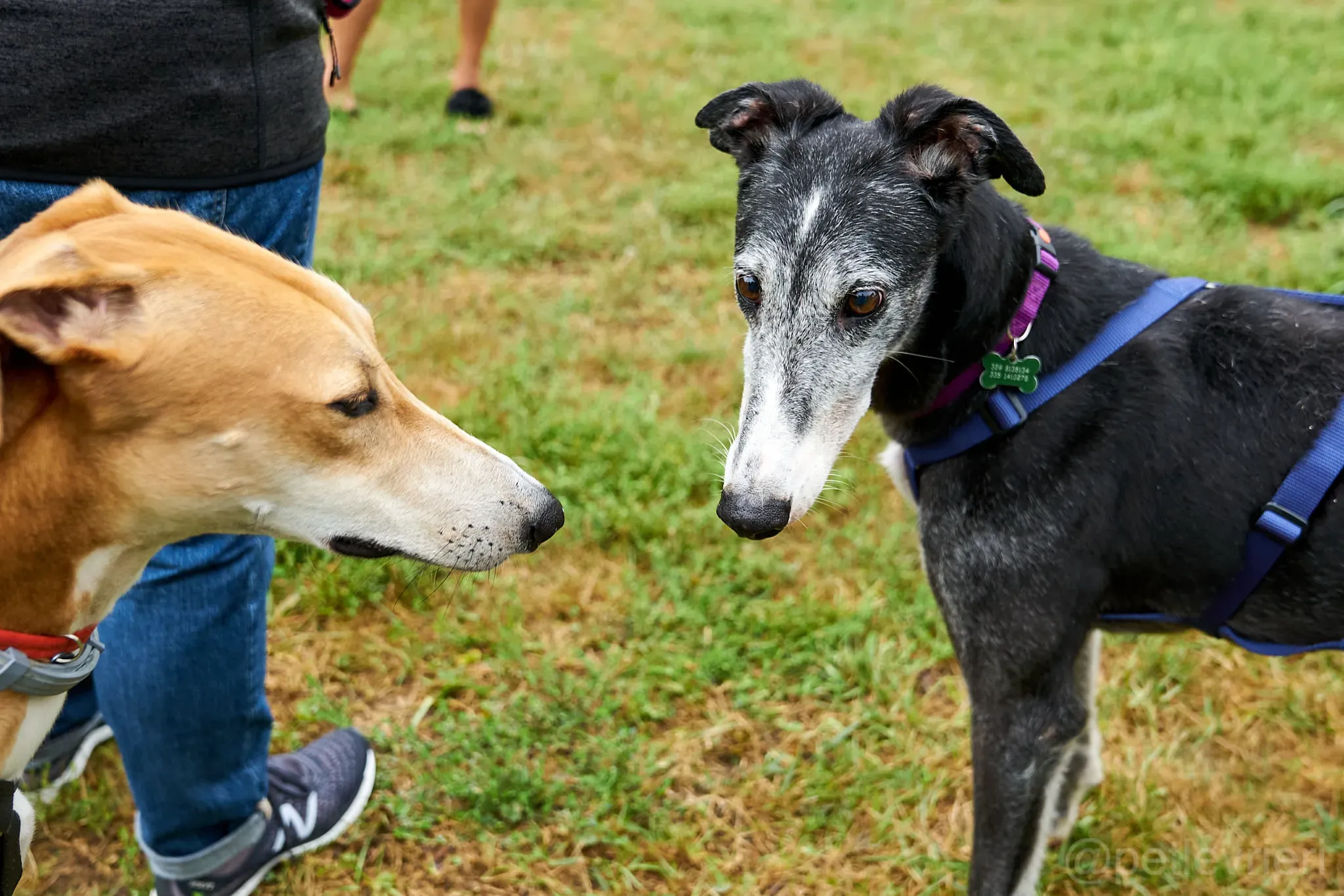 Evaristo adozione levrieri galgo 10 1