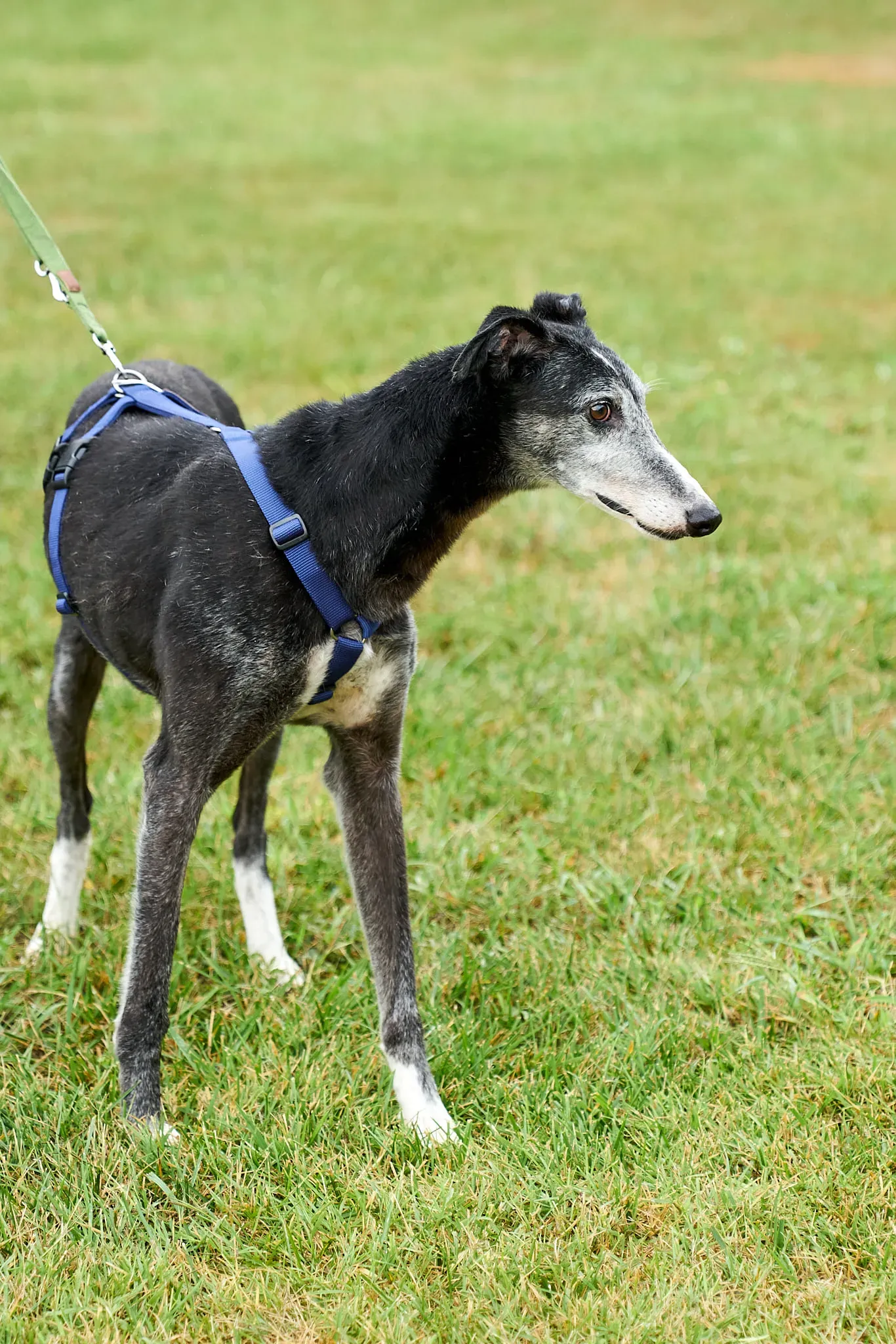 Evaristo adozione levrieri galgo 21