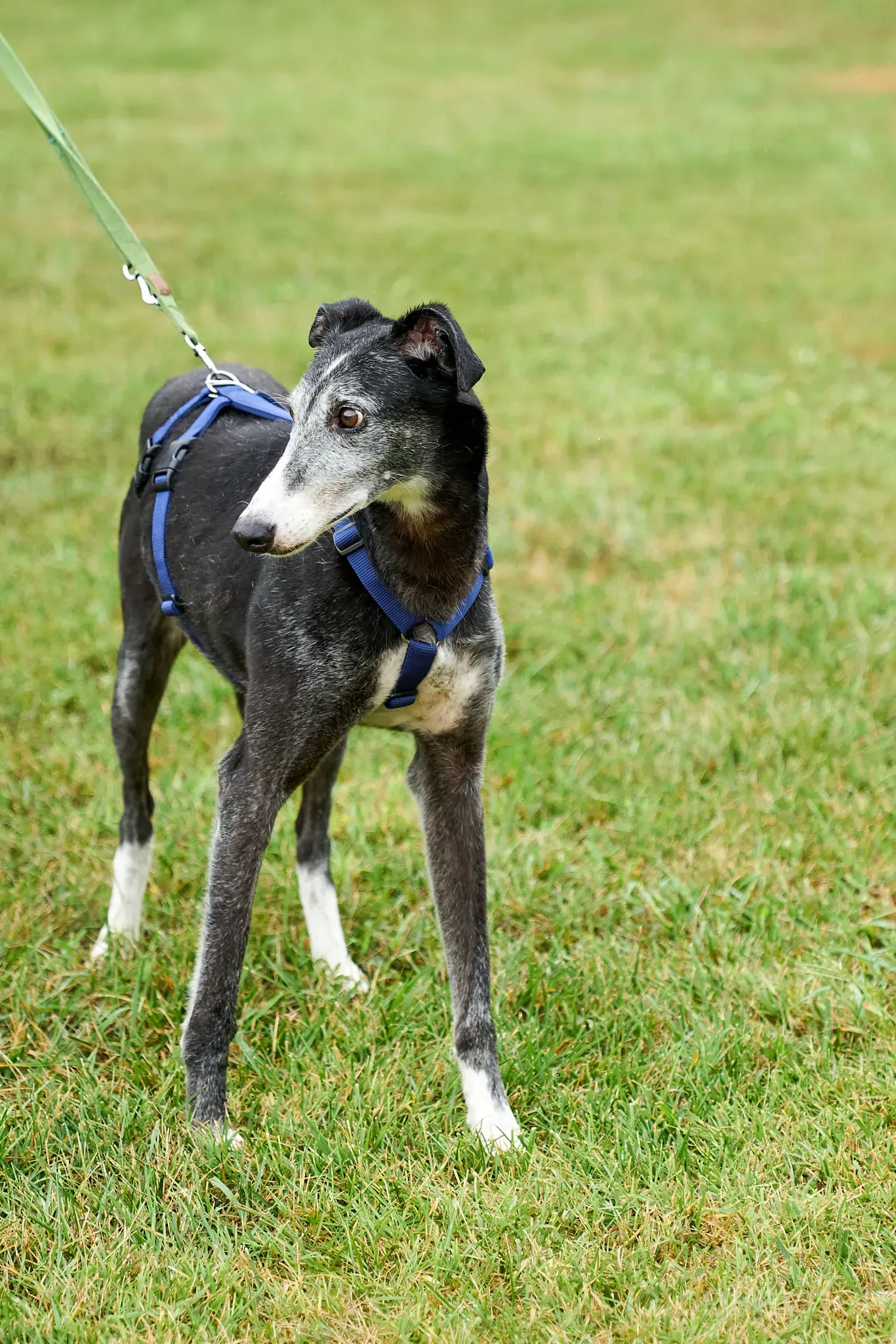 Evaristo adozione levrieri galgo 22