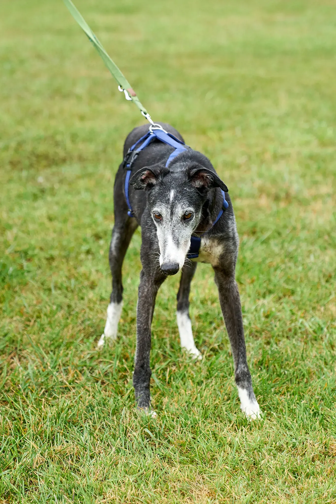 Evaristo adozione levrieri galgo 23