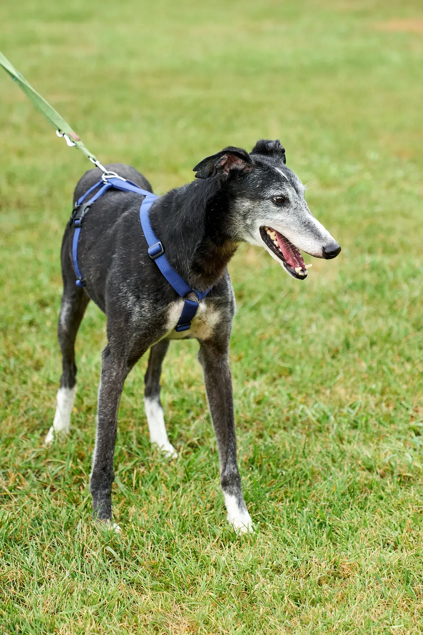 Evaristo adozione levrieri galgo 24