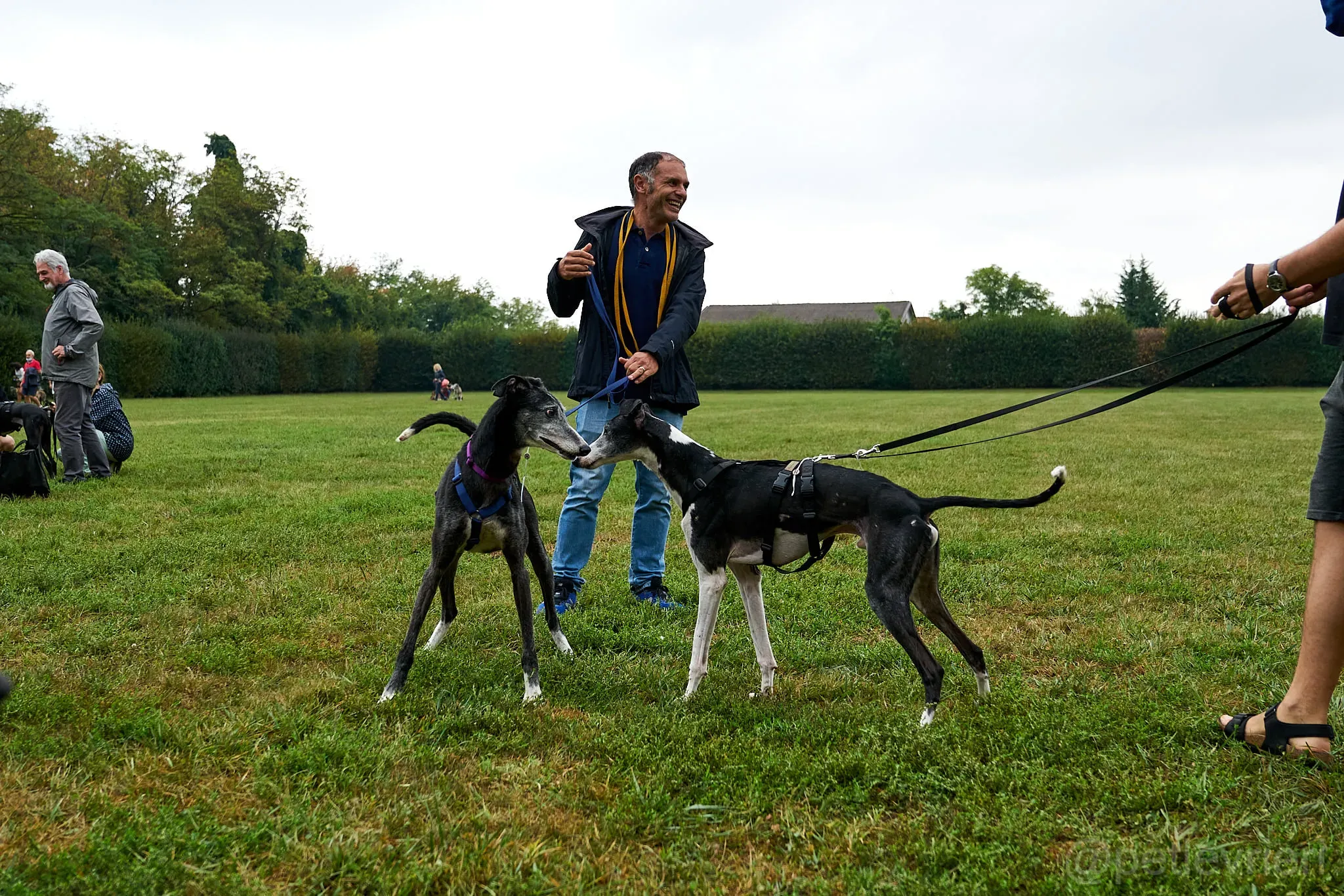 Evaristo adozione levrieri galgo 25