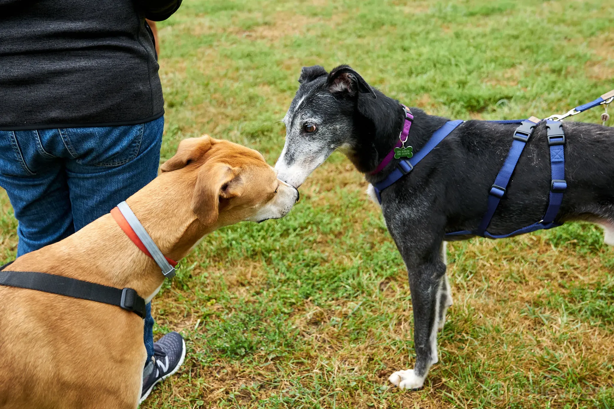 Evaristo adozione levrieri galgo 26