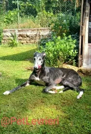 Evaristo adozione levrieri galgo 30