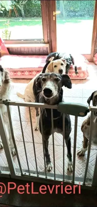 Evaristo adozione levrieri galgo 31