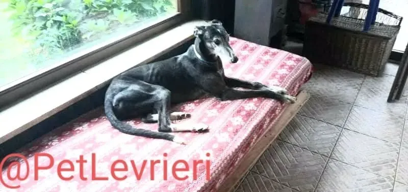 Evaristo adozione levrieri galgo 32