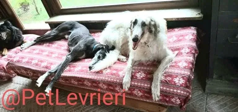 Evaristo adozione levrieri galgo 33